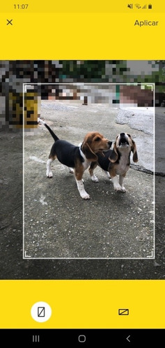 Imagen 4 de 5 de Cachorros Beagles Tricolor