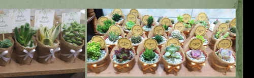 Imagen 4 de 5 de Recuerdos Vivos Cactus Y Suculentas Decorados Al Por Mayor
