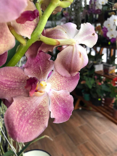 Imagen 6 de 10 de Orquídeas Vanda, Flor Muy Grande , Colores Exóticos A $1,200