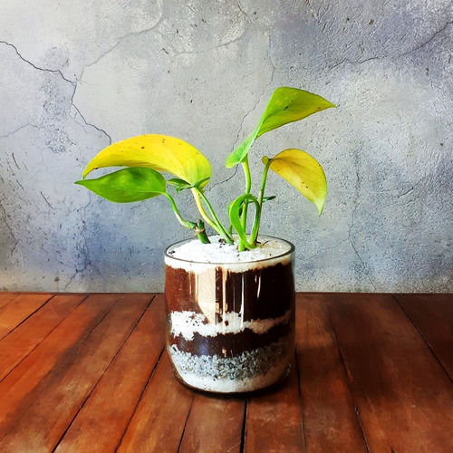 Scindapsus Little Terrario 10, Maceta De Vidrio