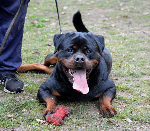 Rottweilers Cachorros Excelentes !100% Calidad 