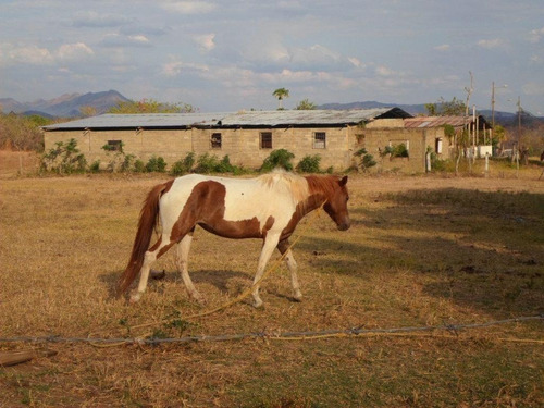 Finca En El Placer, Parroquia Carmen De Cura, Municipio Camatagua Del Estado Aragua. Pfml