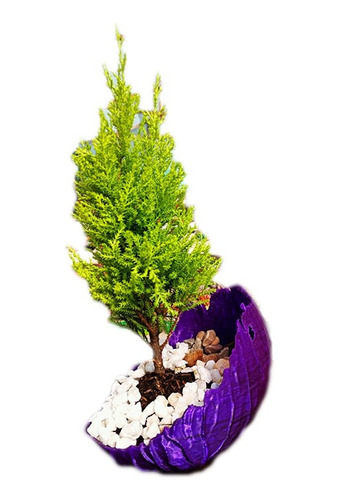 Matera Decorativa Bonsai Kurama 3d