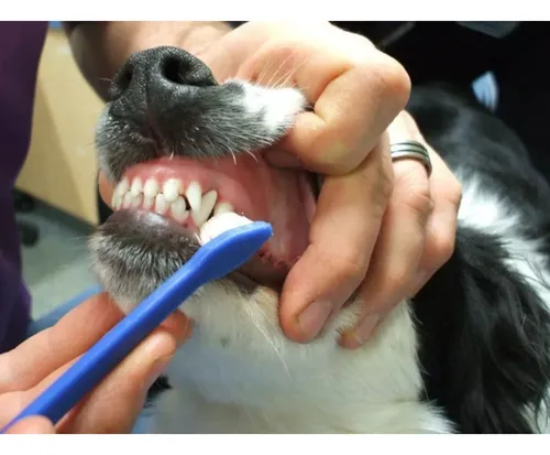 Mejor cepillo de store dientes para perros