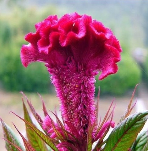 15 Sementes De Suspiro - Flor | MercadoLivre