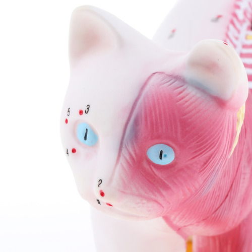 Imagem 4 de 10 de Modelo Anatômico De Acupuntura Para Gatos 1:1 Com