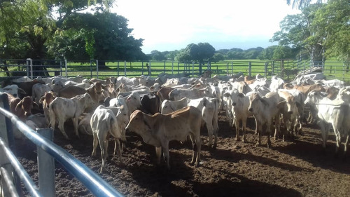 Imagen 9 de 14 de Grandiosa Finca En Via Al Baul 1200 Hectareas