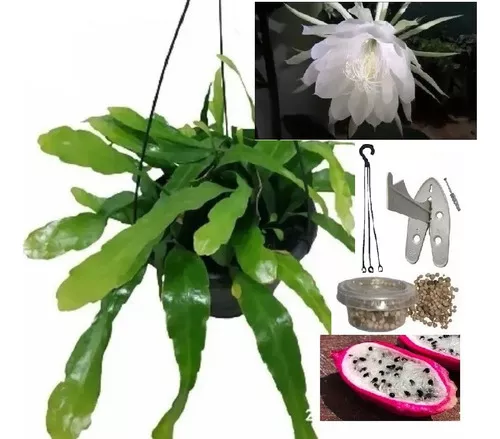 Mudas De Dama Da Noite 06 Cores Epiphyllum Oxypetallum Branca, Pegasus  Fucsia, Flirtation Rosa-bebê, Hookeri Branca, Ackermanni Vermelha e