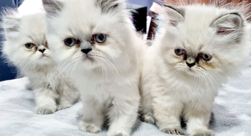 Imagen 4 de 5 de Gatitos Persa