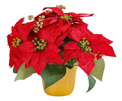 Flor De Pascua Roja Natural En Maceta De Cerámica: Decora Tu Navidad Con Estilo