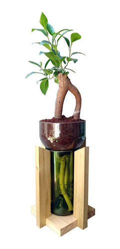 Ficus Little Plant 24 Con Soporte, Maceta Autorregante