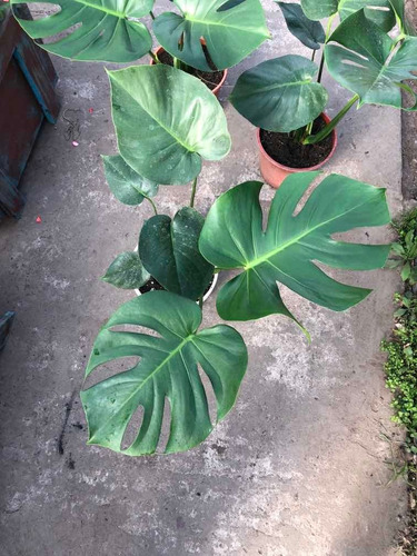 Monstera Deliciosa Costilla De Adan 7 Lts