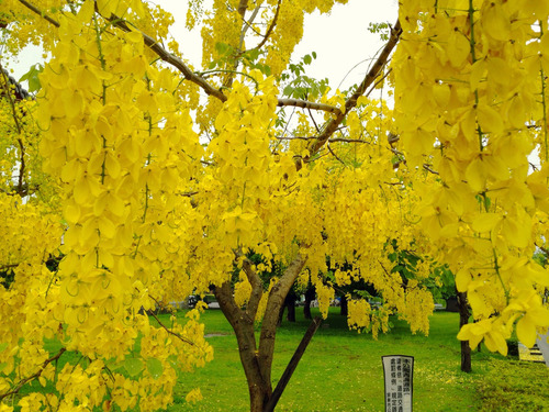 Semillas De Arbol De Lluvia De Oro ( Cassia Fistula )