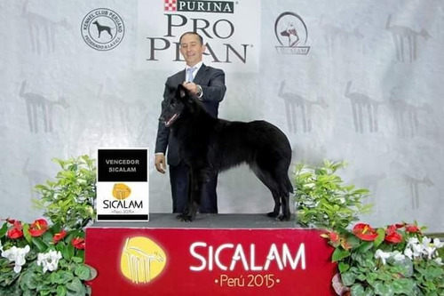Pastores Belga Groenendael De Exposicion