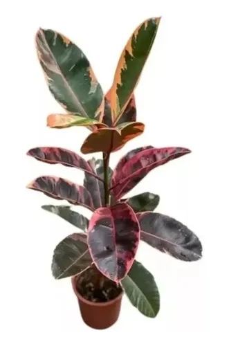 Fícus Elástica Ruby / Rosa Variegata 1mt C/vaso Luxo | Parcelamento sem ...