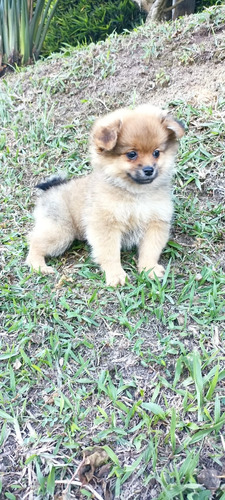 Cachorros Pomerania Cara De Oso Mini