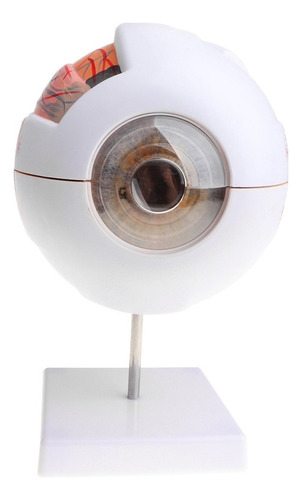 Exhibición De Modelo De Anatomía Del Ojo Humano De 15 Cm Alt