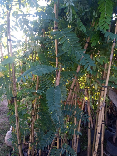 Imagen 5 de 10 de Tipa Arbol Autóctono - Muy Lindo - E. Gratis Caba Y Gba