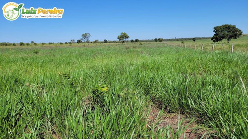 Imagem 4 de 15 de Fazenda À Venda Em Ribas Do Rio Pardo - Ms - 110 Hectares (pecuária) - 2122