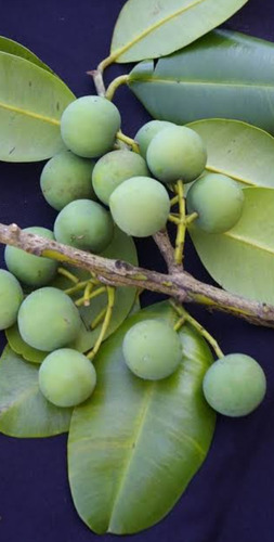 No Semilla Guanandi Calophillum Santa Maria Vih Envio Gratis