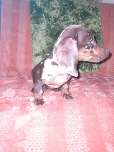 Dachshund Exoticos Tamaño Mini Padre Kanichen 