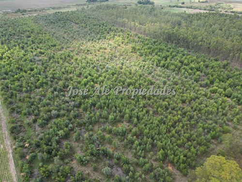 En Venta Campo De 8 Ha Y 8 Hectáreas Y 7883 Metros En Radia