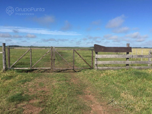 Campo En Venta - Salto