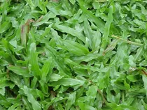 Comprar Semillas De Cesped Brasilero Hoja Ancha Para 60m2
