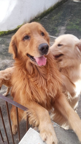 Imagem 5 de 5 de Filhotes De Golden Retiver