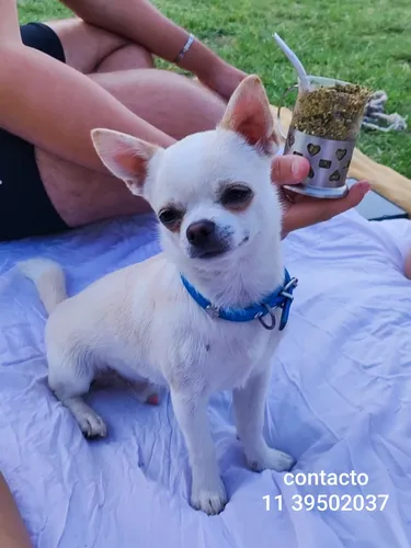 Servicio De Monta Chihuahua Macho Mini