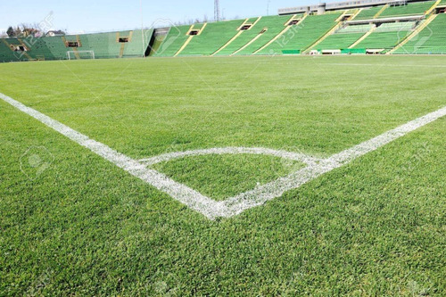 1500gr Semilla De Pasto Terreno Seco Campo Futbol Resistente