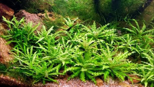 Pogostemon Helferi