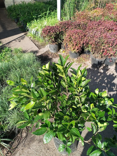Planta Gardenia Augusta , Jazmin Del Cabo 15ts