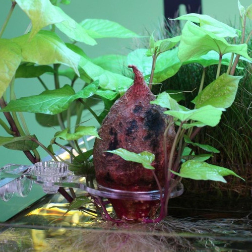Soporte Acuático Para Taza De Planta Y Tanque De Ajustable .