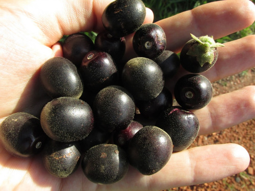 Tarumã Uva Do Cerrado - Sementes Fruta Arvore Nativa P/ Muda