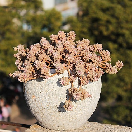 Suculentas Graptopetalum Mirinae Plantas Suculentas E Cactos