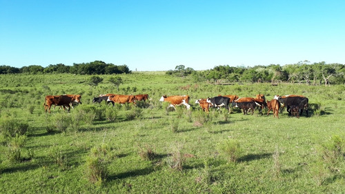 Imagen 2 de 7 de Dueño Vende - Campo 16 Has En Tala - Aguada - Montes - Luz