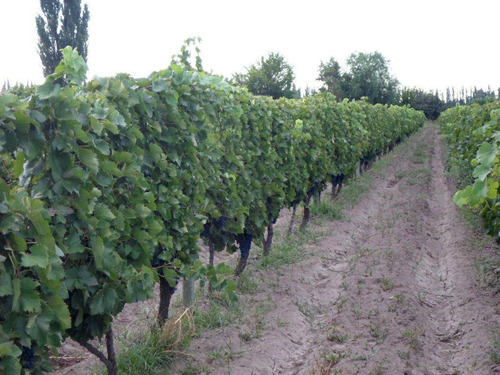Imagen 8 de 19 de Finca 13 Ha En Cañada Seca - San Rafael