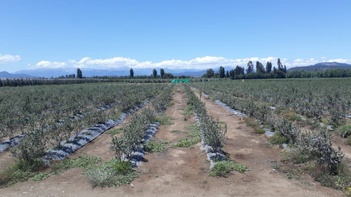 Campo Frutícola En Venta En Linares