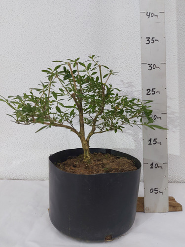 Pré Bonsai Serissa Chinesa 05 Anos ( Cod.026)