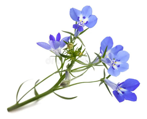 Semillas De Lobelia Prosperidad 