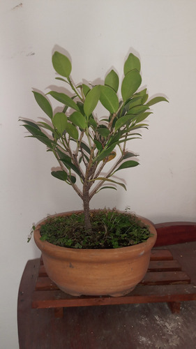Bonsai De Ficus Tiger Bark 3 Años De Jinsei Bonsai