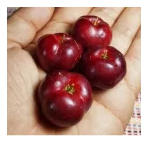 Kit Com 10 Mudas De Acerola Okinawa No Tubete