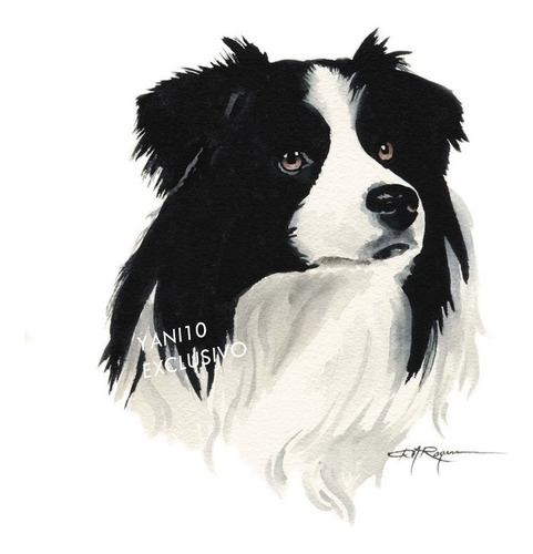 Border Collie - 6 Laminas - Mini Posters