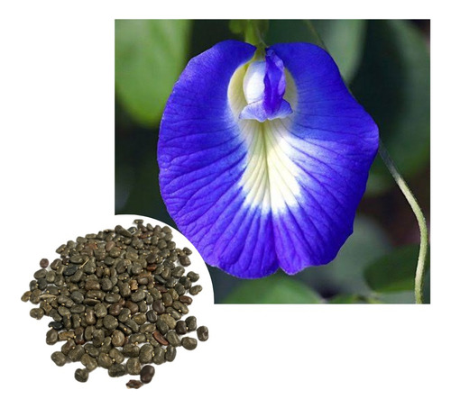 Sementes De Ervilha Azul/ Clitoria Ternatea - 2kg