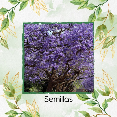 160 Semillas De Árbol Jacaranda Caucana