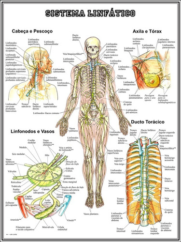 Poster Hd Sistema Linfático 50x75cm Mapa Medicina Clínica