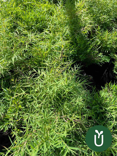 Planta Bambú Enano- Exterior Interior - Ideal Jardines Envío