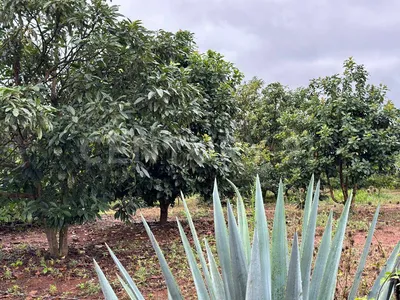 Rancho en venta