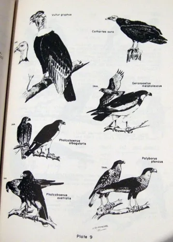 Birds Of Isla Grande Tierra Del Fuego Pájaros Ingles 1970 (Usado)